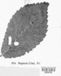 Mycosphaerella ulmi image